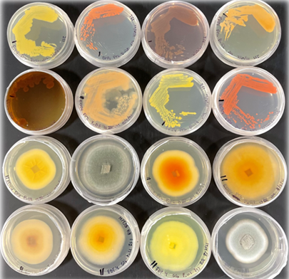 Sustainable Technology